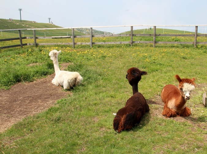 Three shorn alpacas relax in a pasture.
