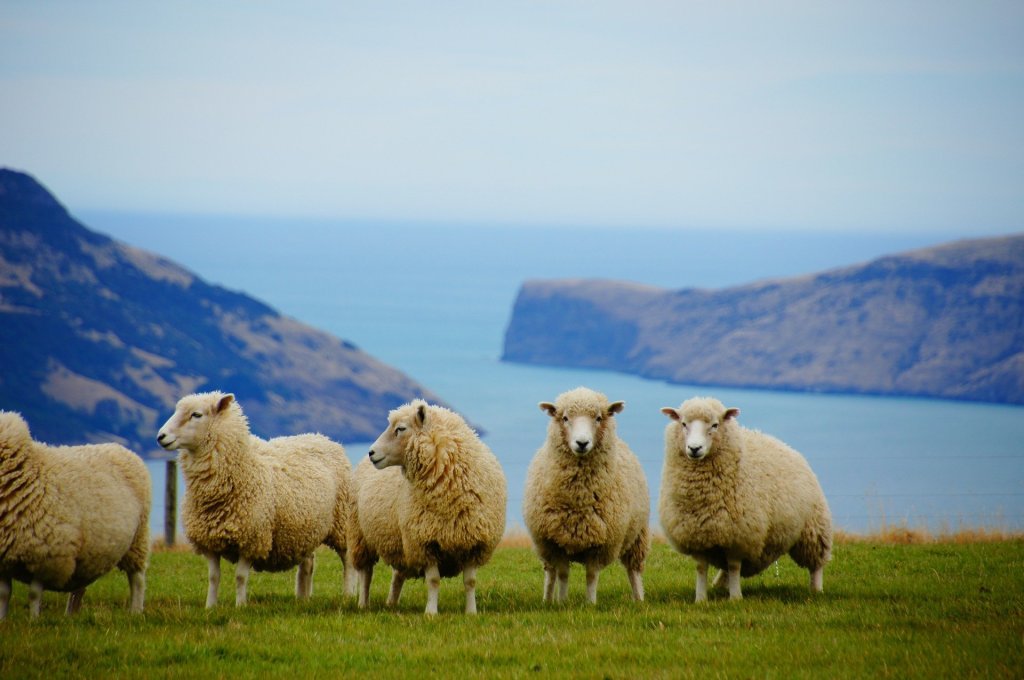 Five sheep stand on a cliff overlooking the sea.