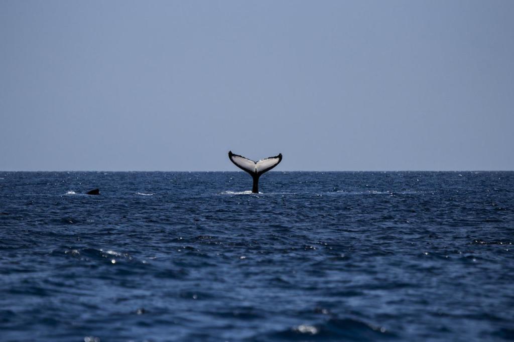 Whale watch, Oregon coast